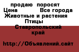 продаю  поросят  › Цена ­ 1 000 - Все города Животные и растения » Птицы   . Ставропольский край